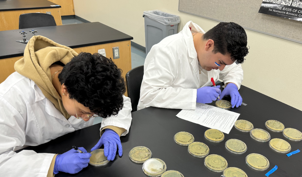 Two students analyze data from petri dishes at the lab bench