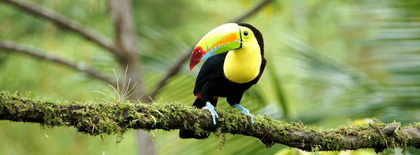 Keel-billed toucan perched on a mossy branch in a forest.
