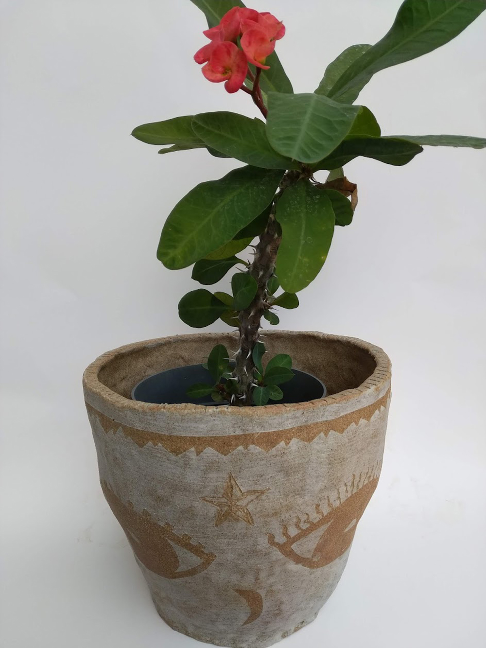 A Vase with a Plant