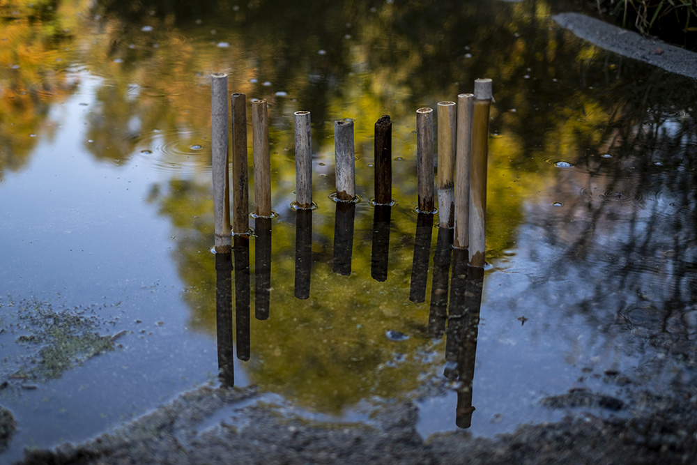 A row of sticks emerging from a pond