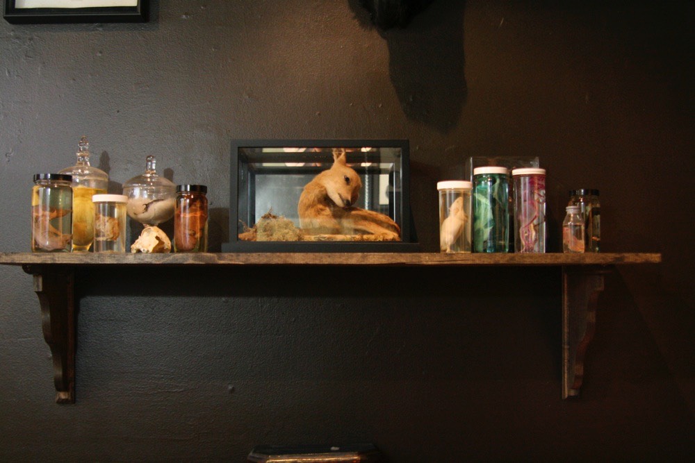 Scientific animals in jars