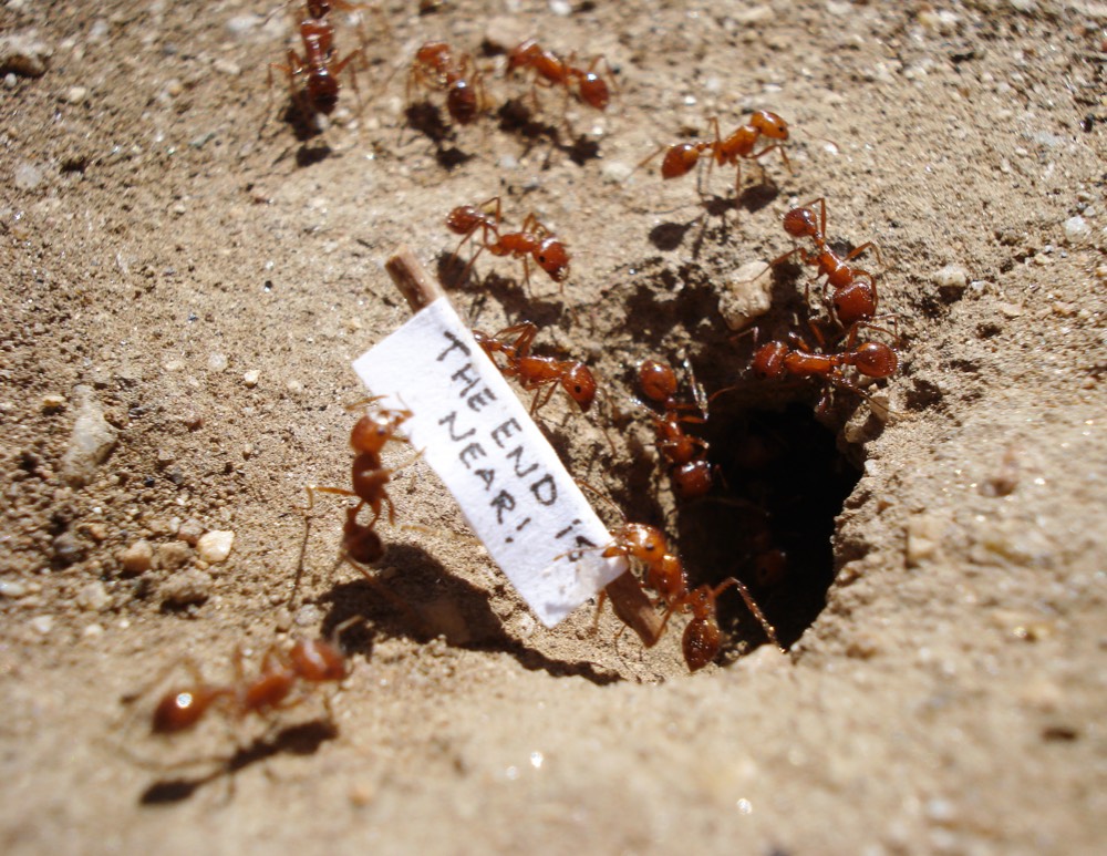 Ants holding picket signs