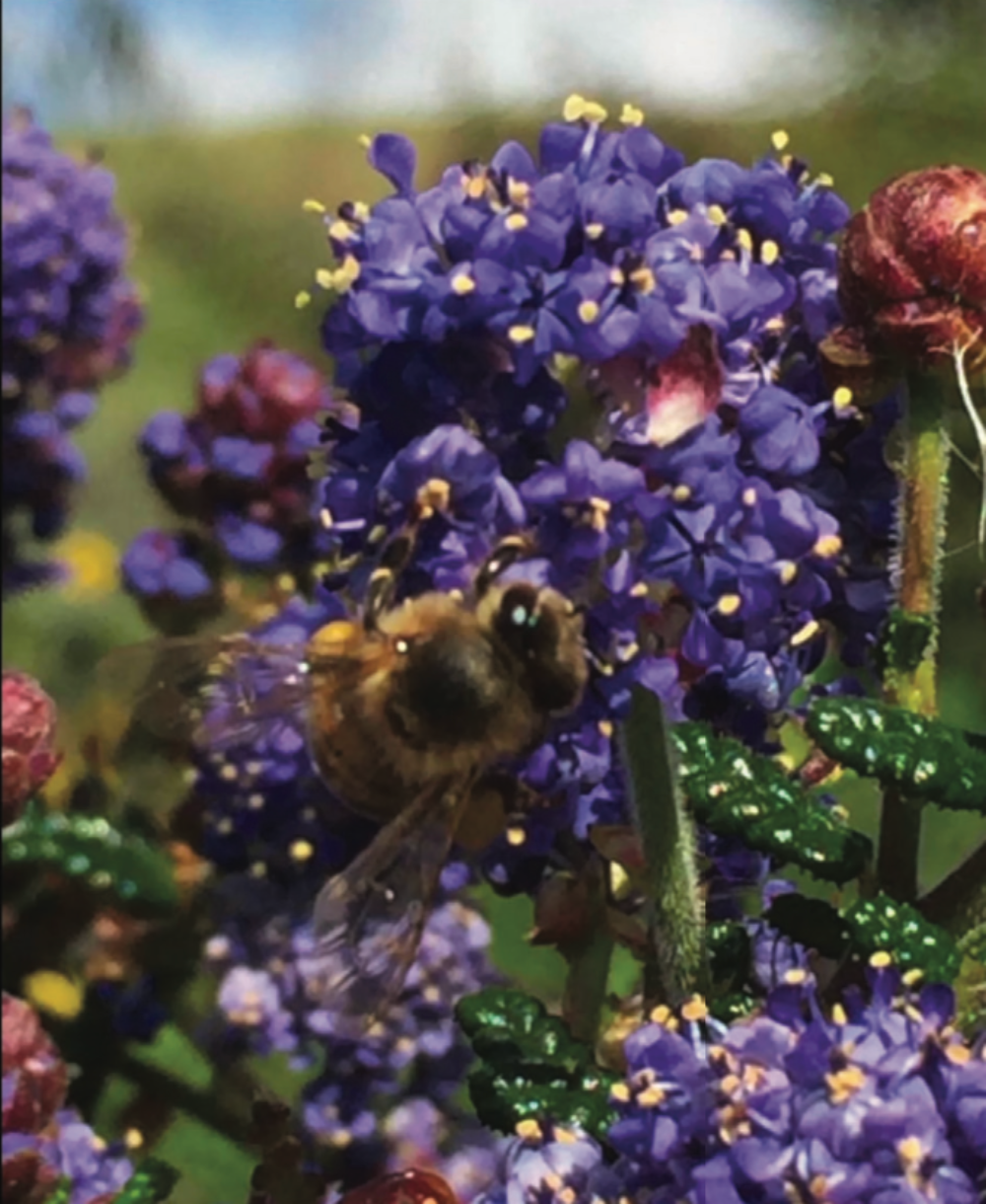 SUR bees and flowers
