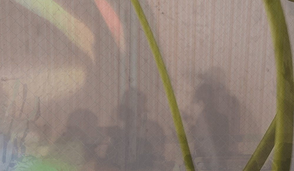 Abstraction with shadows and plants