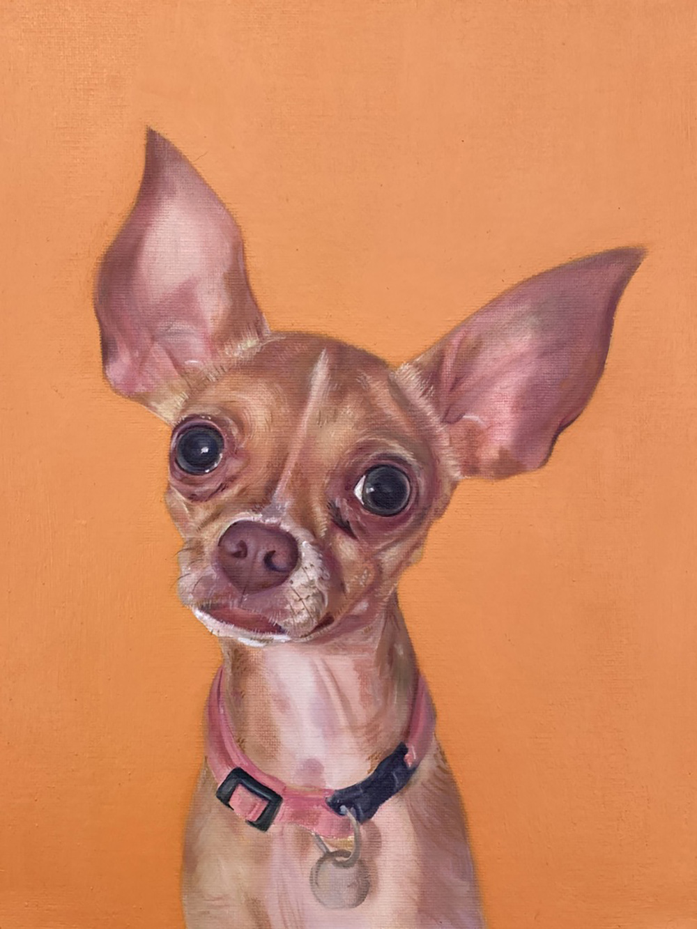 A dog portrait of a small chihuahua with a pink nose and orange background.