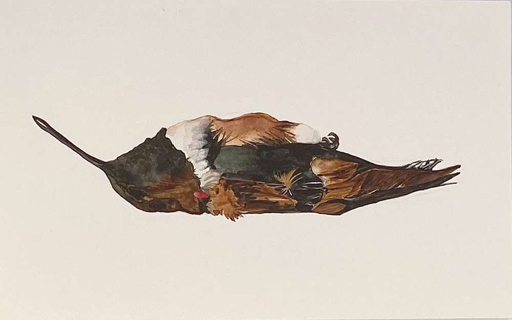 Upside Down Hummingbird Upside Down Hummingbird