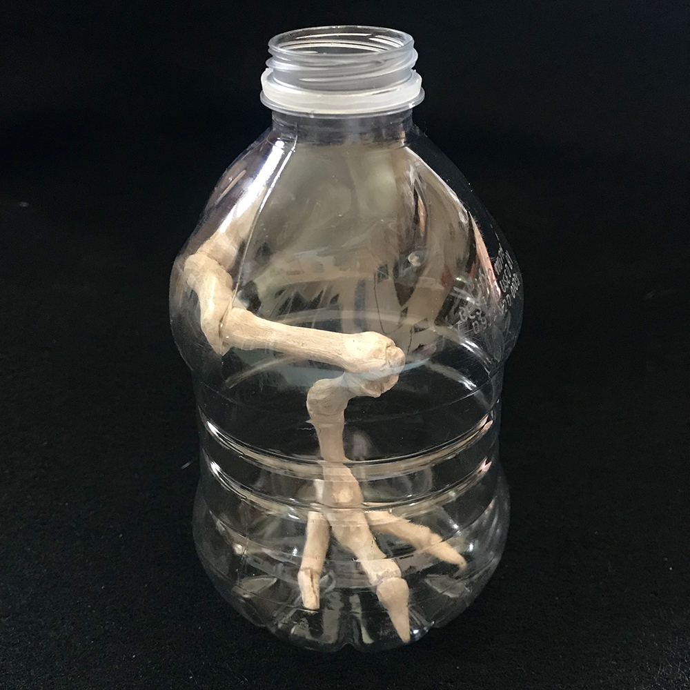 Ceramic Fossil in a Plastic Bottle Ceramic Fossil in a Plastic Bottle