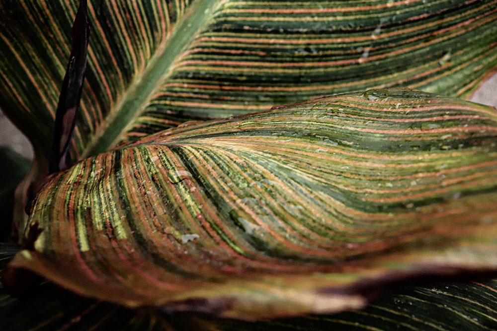Leaves Leaves