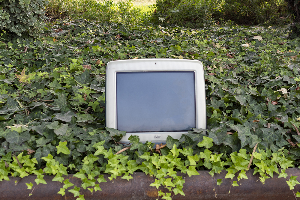 An iMac in Ivy An iMac in Ivy