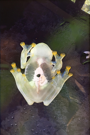 A transparent frog seen from below.