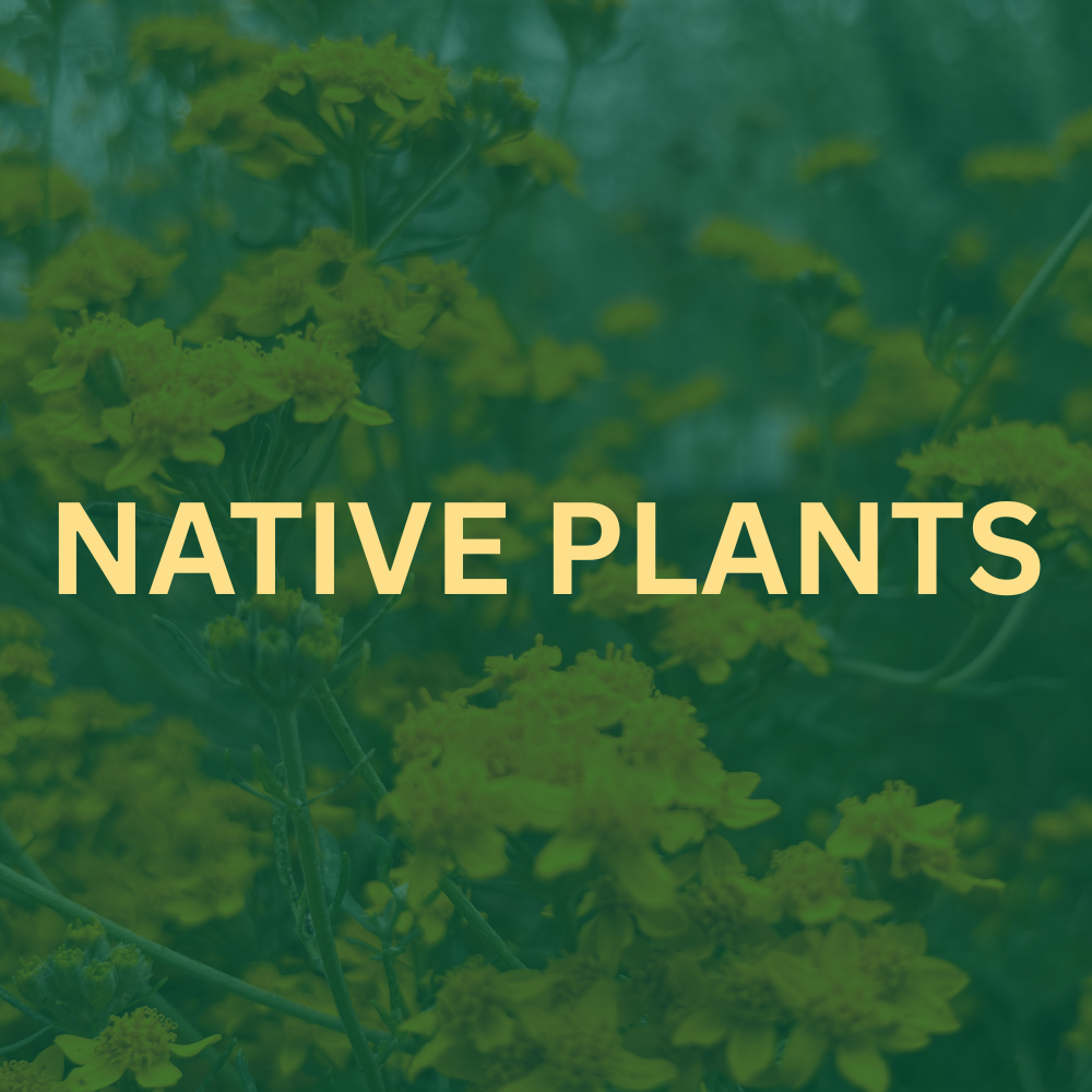 Native Plants