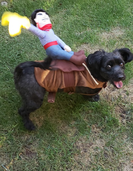 A dog with Halloween costume