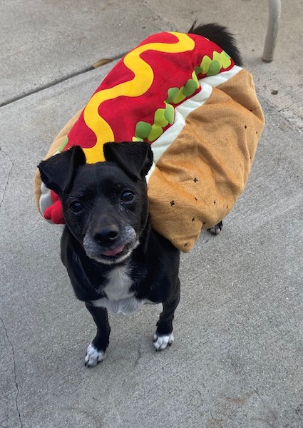 Dog with a hot dog costume